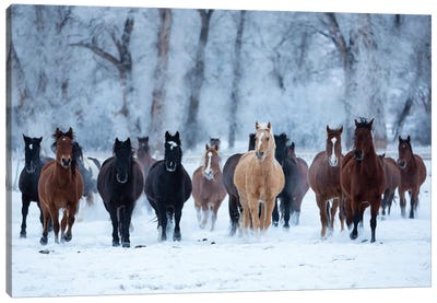 USA, Wyoming, Shell, Horses in the Cold  Canvas Art Print