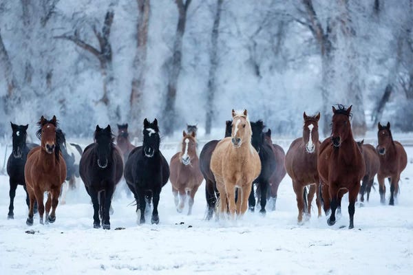 Wyoming: USA, Wyoming, Shell, Horses in the Cold  by Hollice Looney