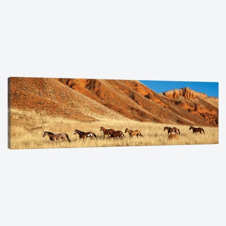 Wyoming, Shell, Horses Running  Canvas Print #HLO45} by Hollice Looney Canvas Artwork