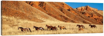 Wyoming, Shell, Horses Running  Canvas Art Print - Wyoming Art