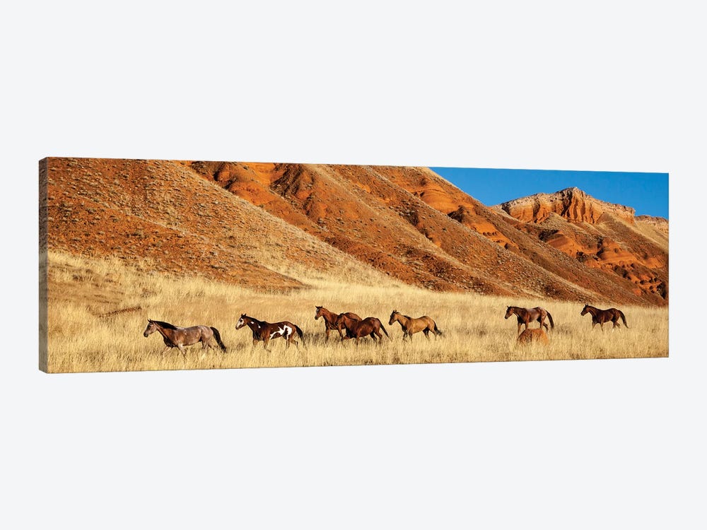 Wyoming, Shell, Horses Running  by Hollice Looney 1-piece Canvas Artwork