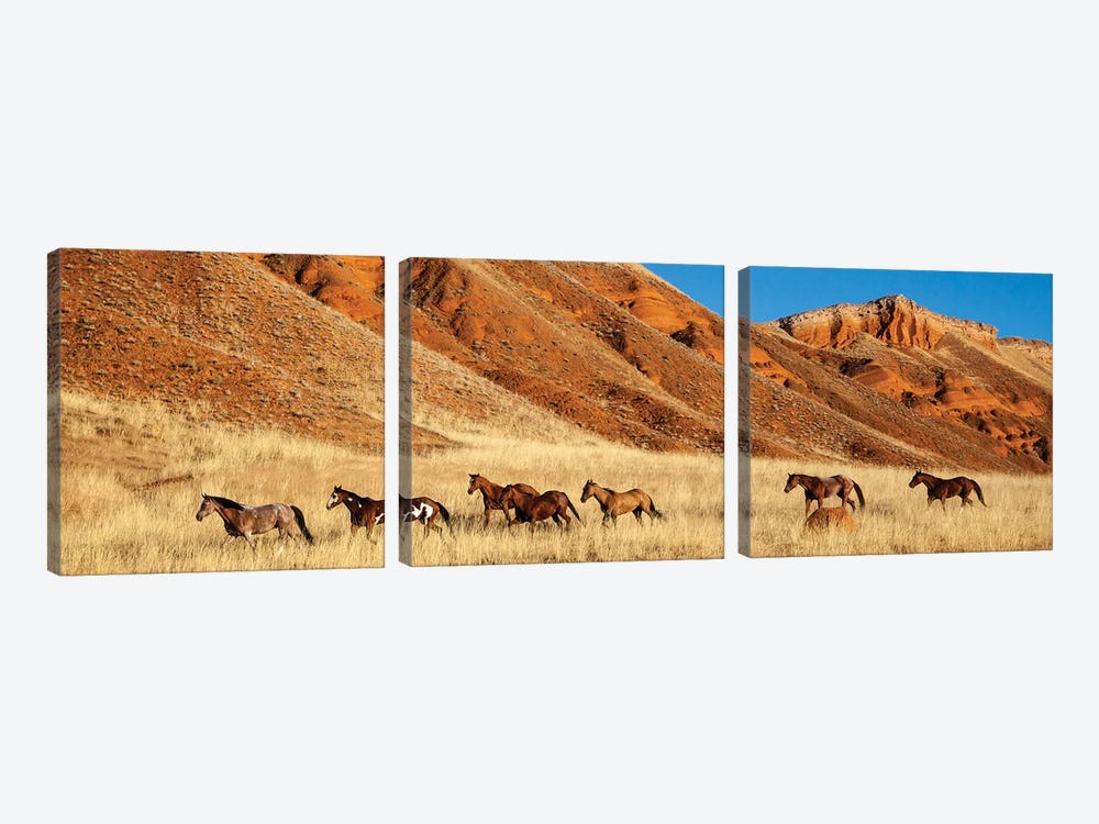 Wyoming, Shell, Horses Running  by Hollice Looney 3-piece Canvas Wall Art