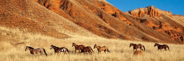 Hollice Looney: Wyoming, Shell, Horses Running  by Hollice Looney