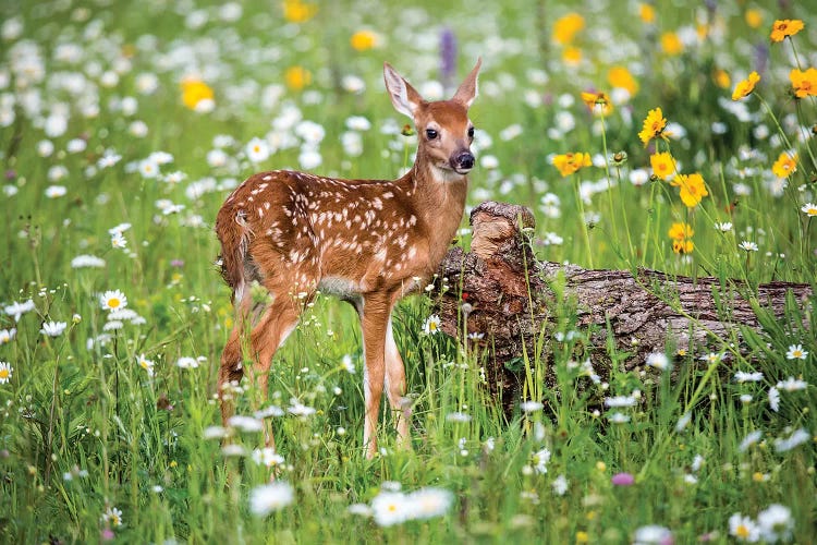 Fawn Amongst The Wildflowers, USA, Minnesota, Sandstone,