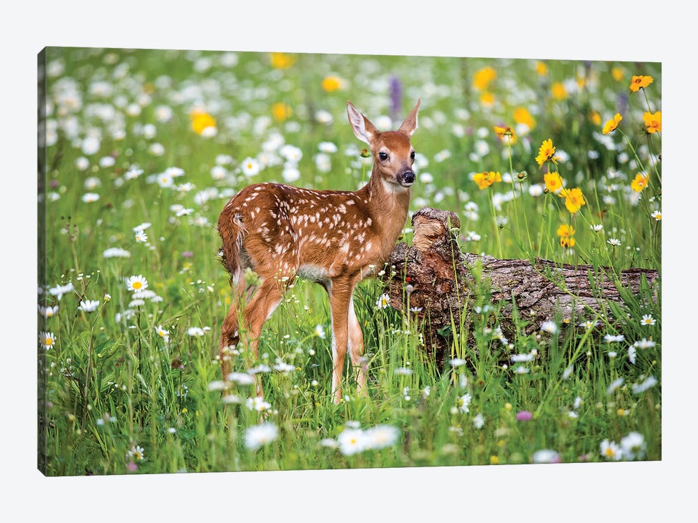 Fawn Amongst The Wildflowers, USA, Minnesota, Sandstone, by Hollice Looney 1-piece Canvas Print