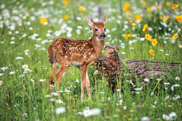 Hollice Looney: Fawn Amongst The Wildflowers, USA, Minnesota, Sandstone, by Hollice Looney