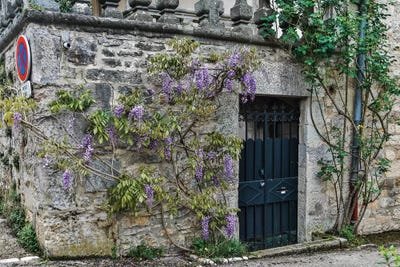 Wisteria Covered Stone Wall And Doorway, Cajarc, France by Hollice Looney framed wall art