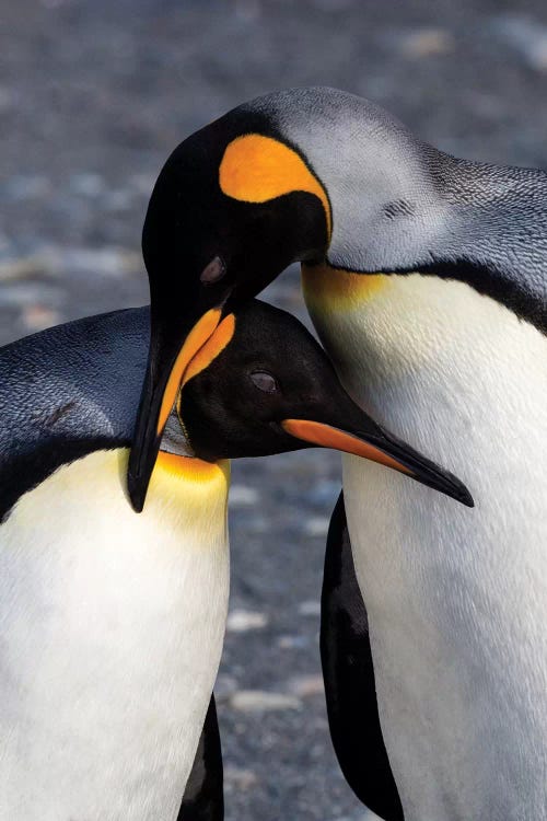 Antarctica, South Georgia Island. St. Andrew's Bay, pair of King Penguins