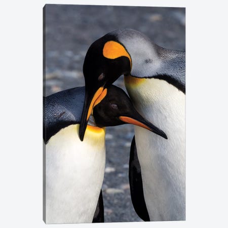 Antarctica, South Georgia Island. St. Andrew's Bay, pair of King Penguins Canvas Print #HLO4} by Hollice Looney Canvas Artwork