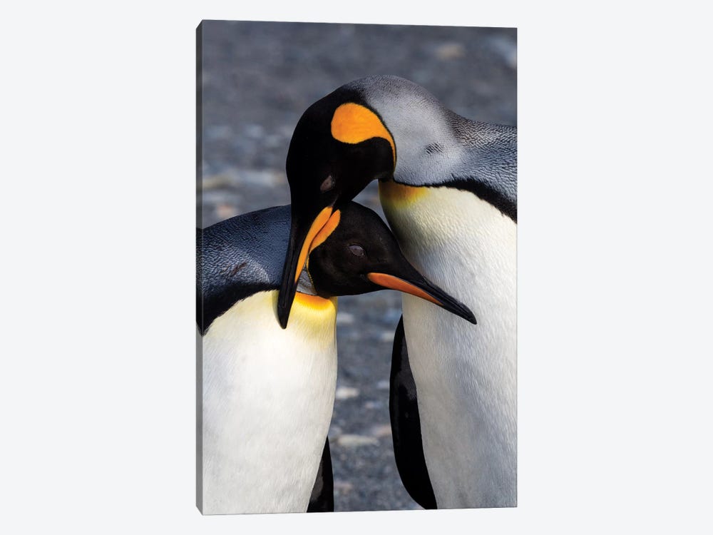 Antarctica, South Georgia Island. St. Andrew's Bay, pair of King Penguins by Hollice Looney 1-piece Art Print