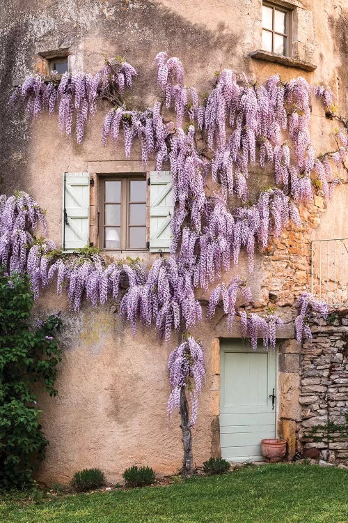 Wisteria Growing On A Turret Of The Home, Mas de Garrigue, La Garrigue, France