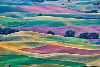 View From Steptoe Butte II, Palouse, Washington, USA by Hollice Looney canvas print
