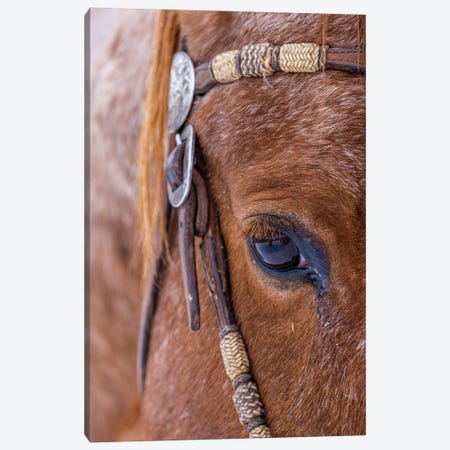 USA, Wyoming Hideout Horse Ranch, Horse Detail Canvas Print #HLO85} by Hollice Looney Canvas Artwork