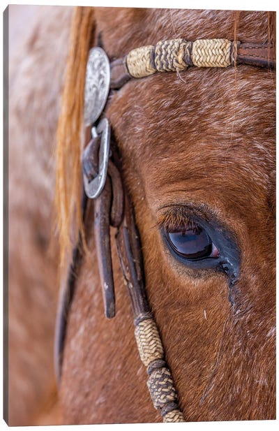 USA, Wyoming Hideout Horse Ranch, Horse Detail Canvas Art Print - Macro Photography