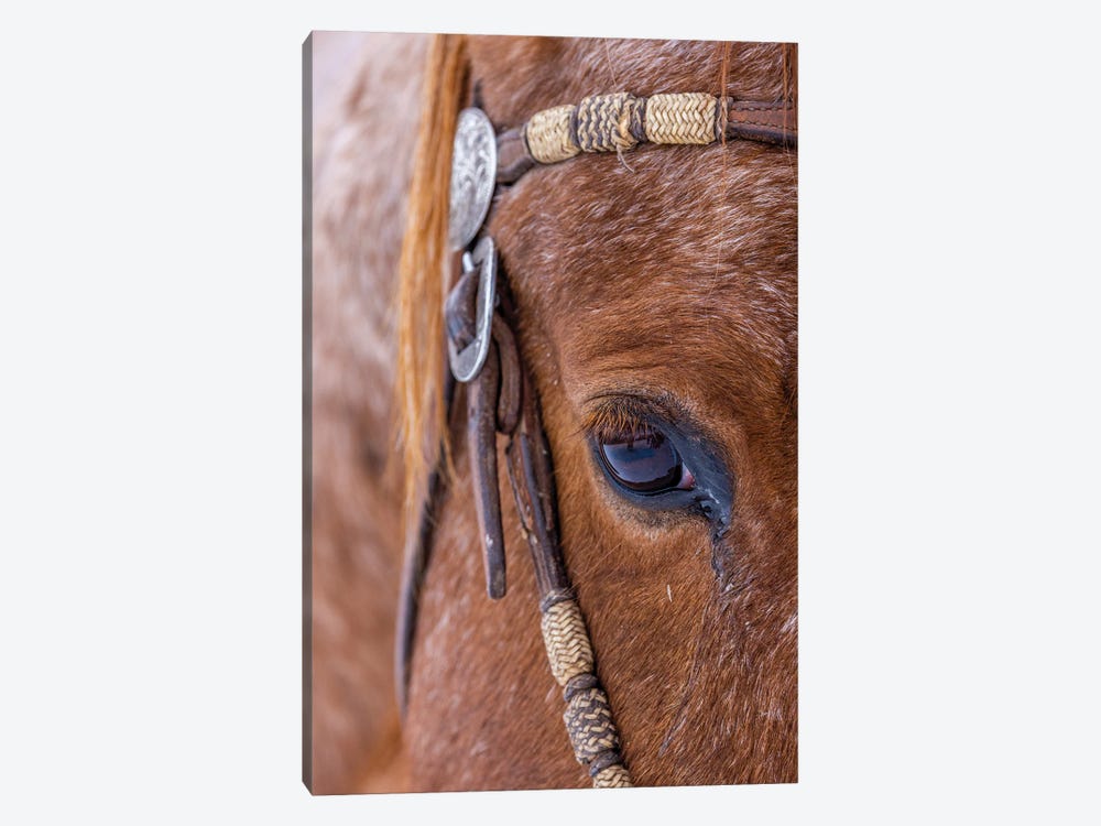 USA, Wyoming Hideout Horse Ranch, Horse Detail by Hollice Looney 1-piece Canvas Artwork