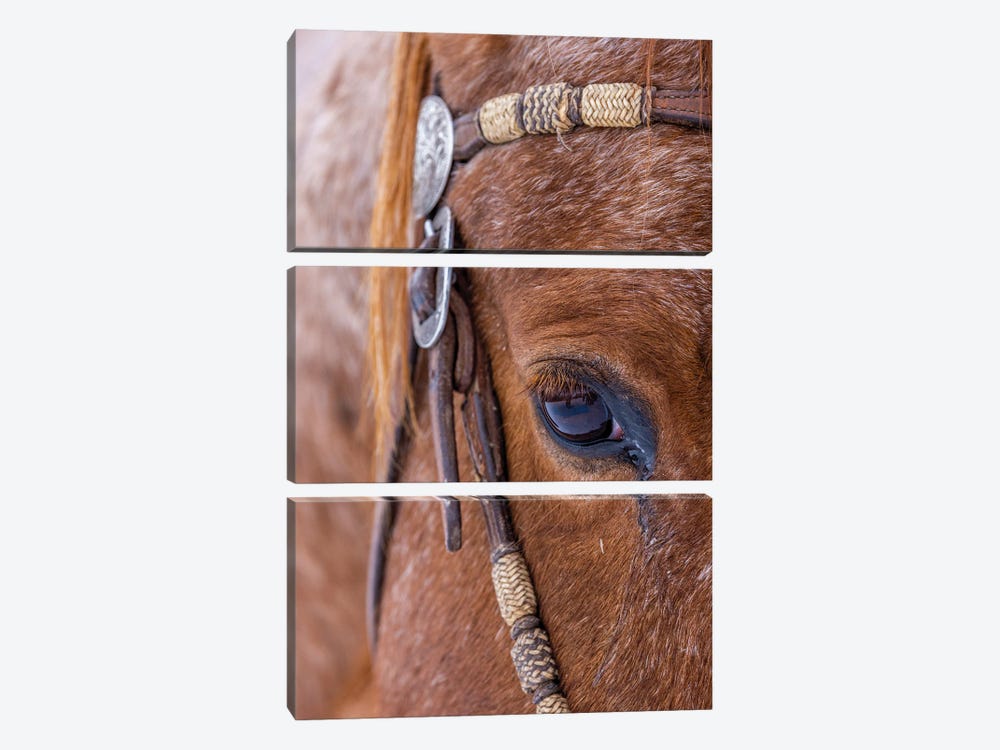 USA, Wyoming Hideout Horse Ranch, Horse Detail by Hollice Looney 3-piece Canvas Art