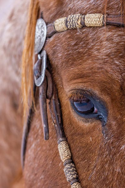 Macro Photography: USA, Wyoming Hideout Horse Ranch, Horse Detail by Hollice Looney