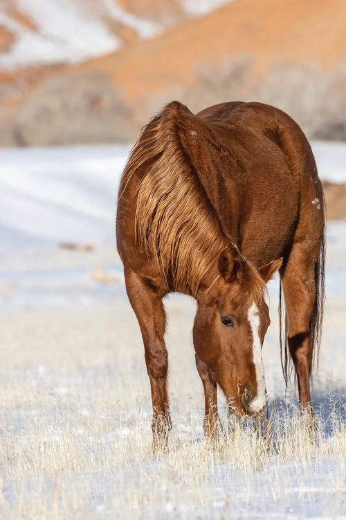 USA, Wyoming Hideout Horse Ranch, Horse Grazing In Snow