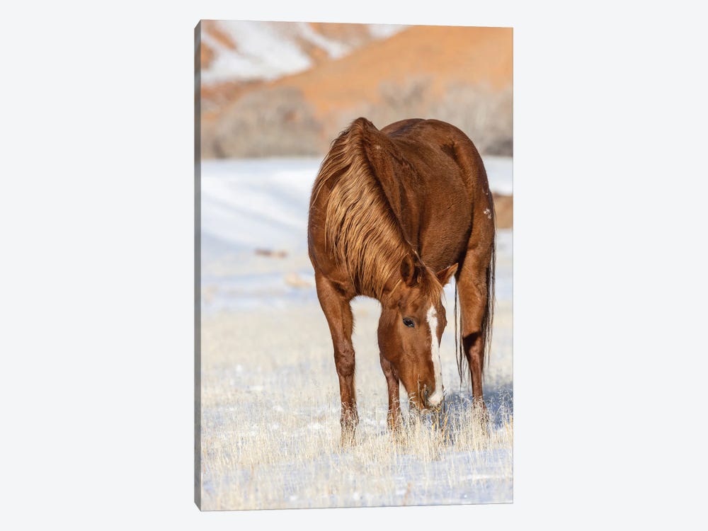 USA, Wyoming Hideout Horse Ranch, Horse Grazing In Snow by Hollice Looney 1-piece Canvas Print