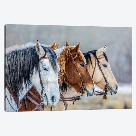 USA, Wyoming Hideout Horse Ranch, Horses In A Row Canvas Print #HLO87} by Hollice Looney Canvas Art