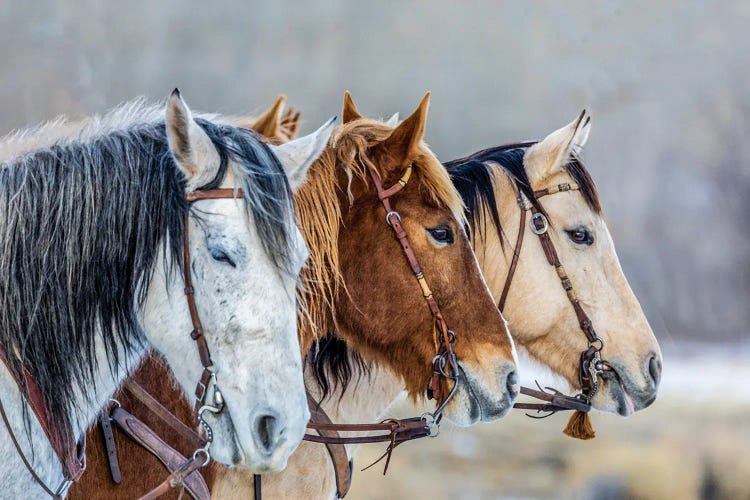 USA, Wyoming Hideout Horse Ranch, Horses In A Row