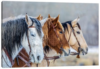 USA, Wyoming Hideout Horse Ranch, Horses In A Row Canvas Art Print
