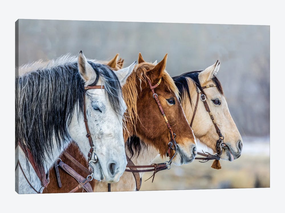 USA, Wyoming Hideout Horse Ranch, Horses In A Row by Hollice Looney 1-piece Canvas Wall Art