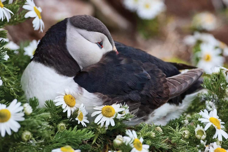 Iceland, Breidavik, Puffin Nesting Among the Daisies