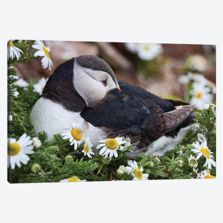 Iceland, Breidavik, Puffin Nesting Among the Daisies Canvas Print #HLO8} by Hollice Looney Art Print