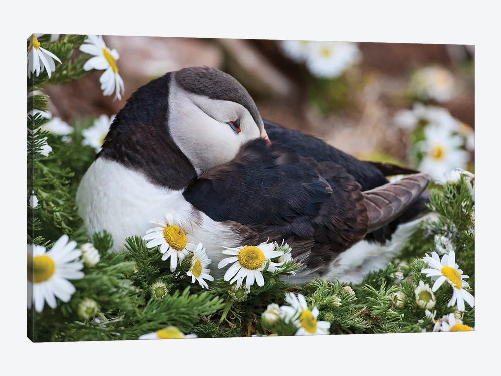 Iceland, Breidavik, Puffin Nesting Among the Daisies by Hollice Looney 1-piece Canvas Art Print