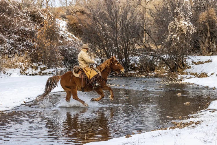 USA, Wyoming Hideout Horse Ranch, Wrangler Crossing The Stream On Horseback