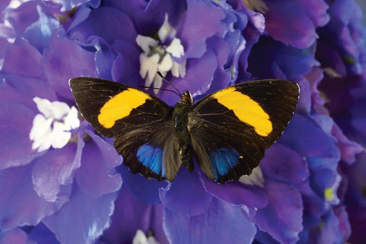 USA, Washington State, Issaquah. Butterfly On Flowers by Hollice Looney wall art