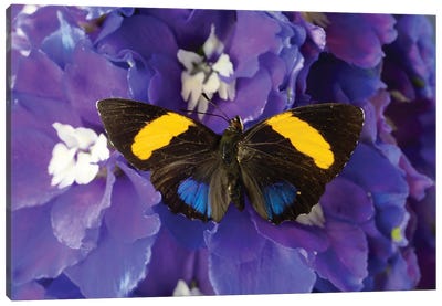 USA, Washington State, Issaquah. Butterfly On Flowers Canvas Art Print