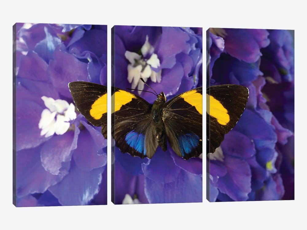 USA, Washington State, Issaquah. Butterfly On Flowers by Hollice Looney 3-piece Canvas Print