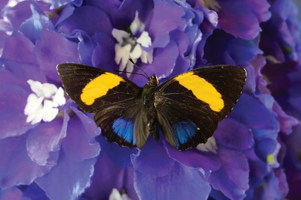 Washington: USA, Washington State, Issaquah. Butterfly On Flowers by Hollice Looney