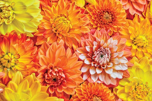 Dahlias: USA, Washington State, Issaquah. Dahlias On Display by Hollice Looney