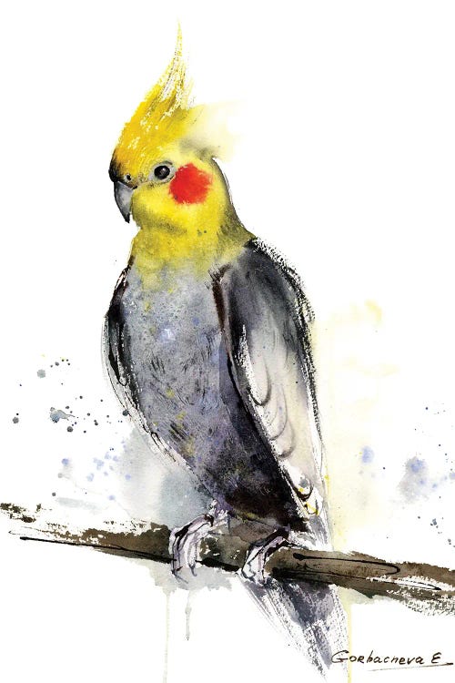 Cockatiel by HomelikeArt  wall art