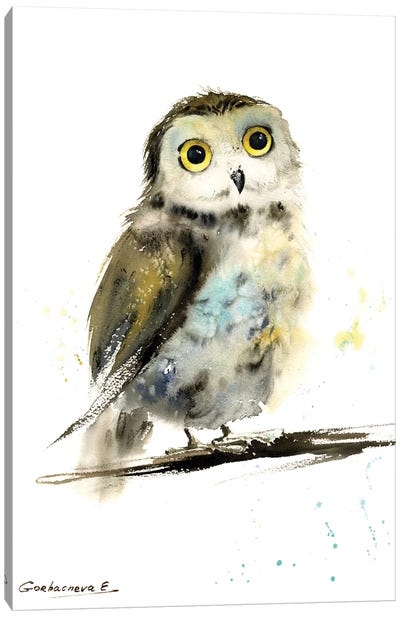Little Owl On A Branch Canvas Art Print - HomelikeArt