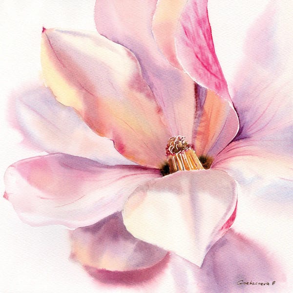 Magnolias: Magnolia Flower by HomelikeArt