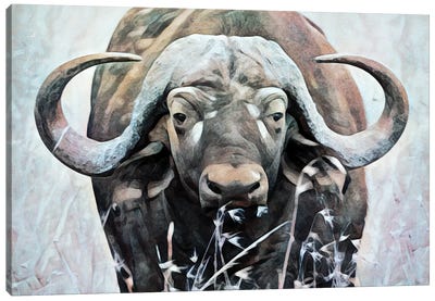 Water Buffalo Watch Canvas Art Print
