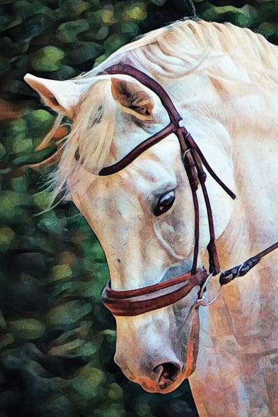 White Arabian Mare by Ashley Aldridge framed canvas print