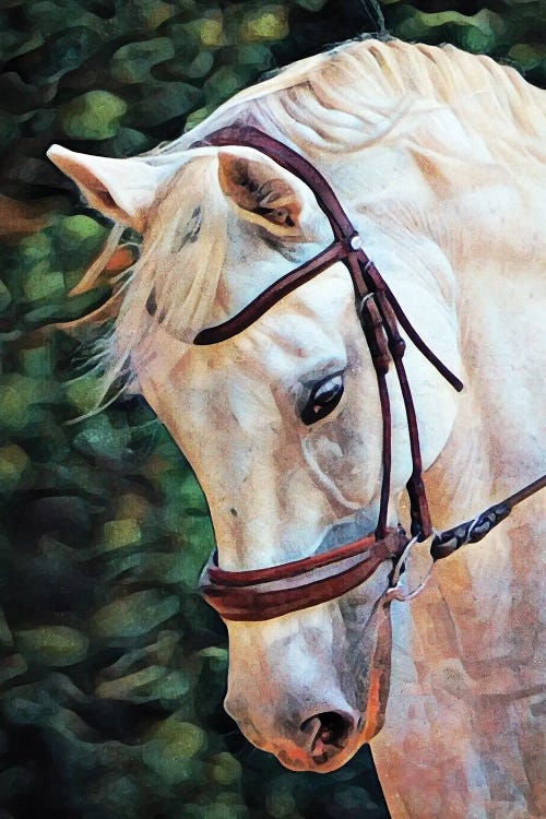 White Arabian Mare