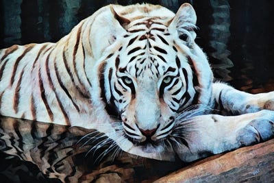 White Tiger Water Wallow by Ashley Aldridge framed canvas print