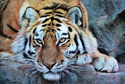 Tiger So Tame by Ashley Aldridge canvas print