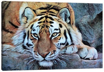 Tiger So Tame Canvas Art Print - Tiger Art