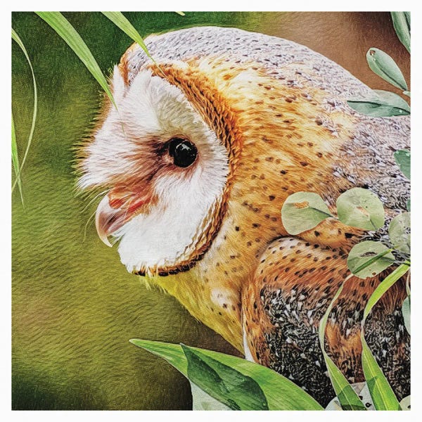 Fine Art Print: Woodland Owl Watch by Ashley Aldridge