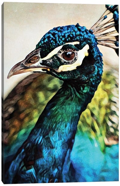 Peacock Pretty & Proud Canvas Art Print