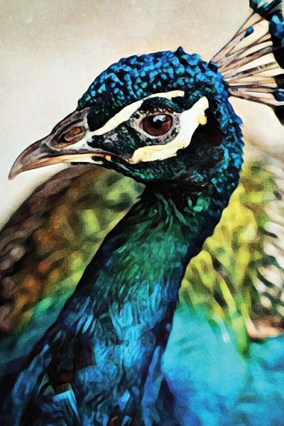 Peacocks: Peacock Pretty & Proud by Ashley Aldridge