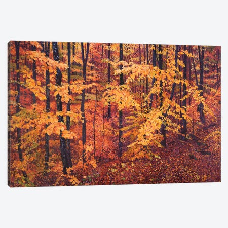 Forestscape. Pink And Orange Canvas Print #HNC10} by John Hancock Canvas Art Print