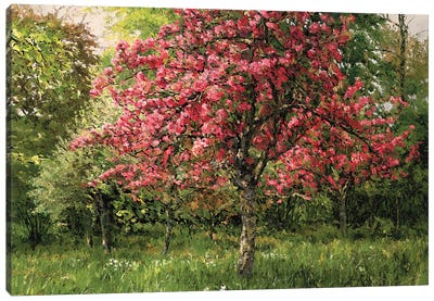 Cherry Tree Canvas Art Print